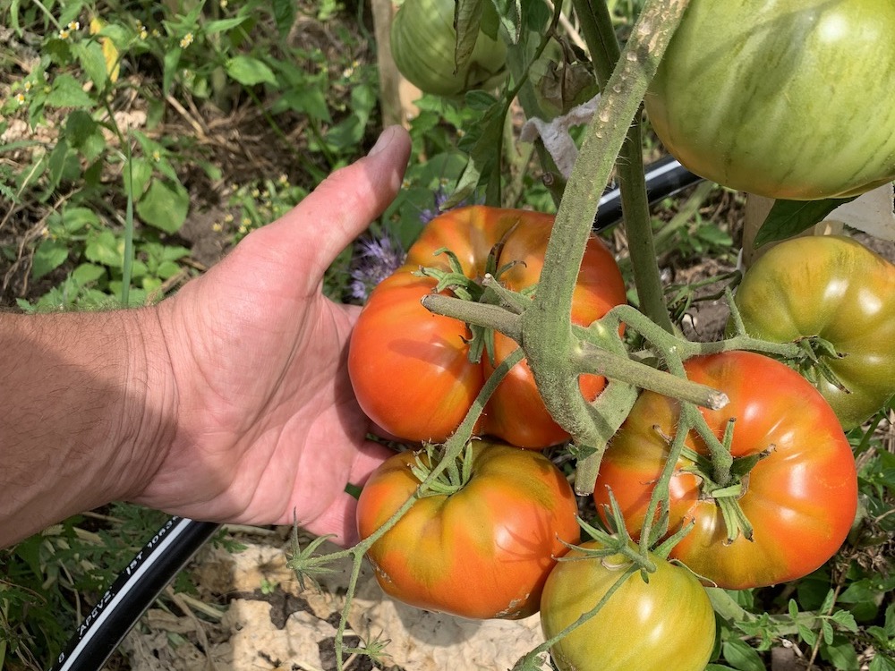 didieji-pomidorai